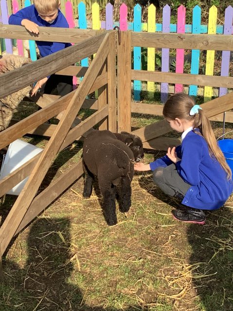 Learning about Livestock at Caston CofE Primary Academy 3 - Credit DNEAT