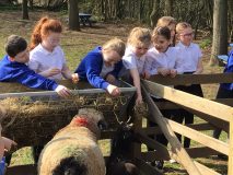 Learning about Livestock at Caston CofE Primary Academy - Credit DNEAT