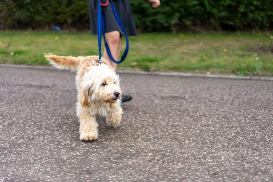 Lili the Cockapoo at Peterhouse Church of England Academy 5- Credit DNEAT