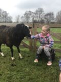 Feeding a Sheep