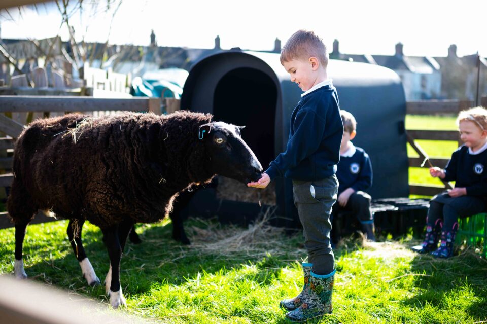 Feeding big sheep