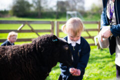 Girl feeding Sheep