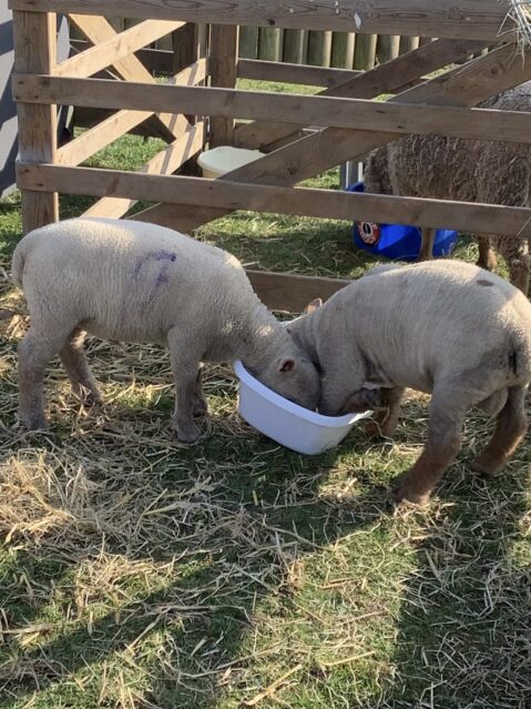 Lambs Eating