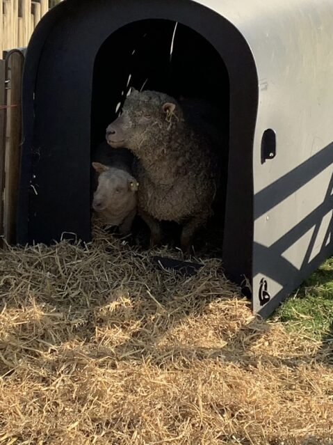 Mum and Lamb in house