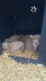 Mum and lambs